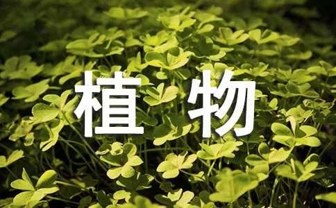 植物的作文