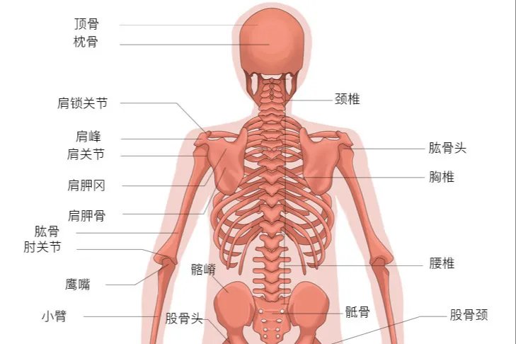 人体骨骼图
