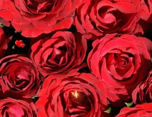 33朵玫瑰花代表什么意思 送玫瑰花几朵分别代表什么意思