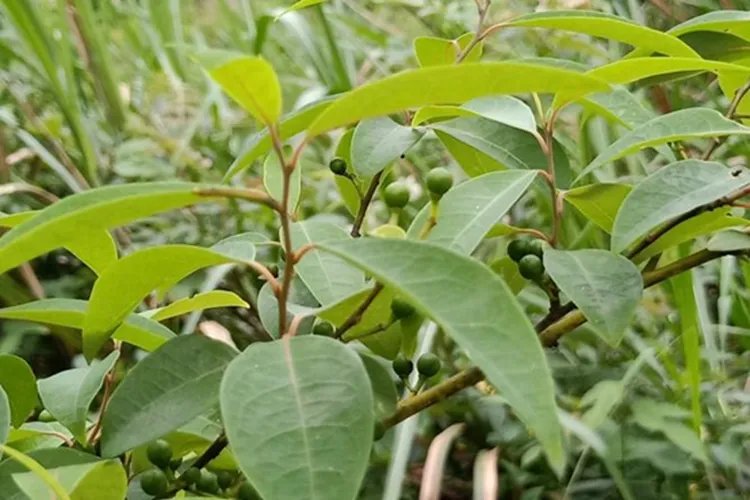 山苍子图片