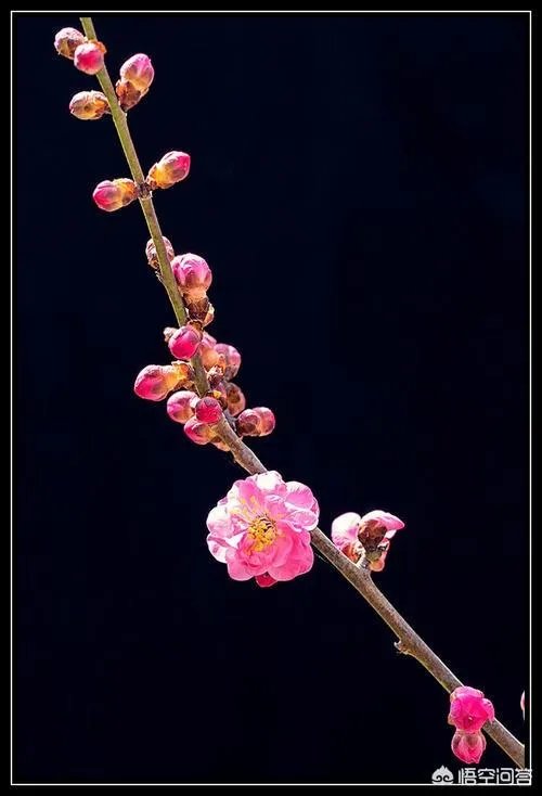 《一剪梅》歌曲的意思是什么?