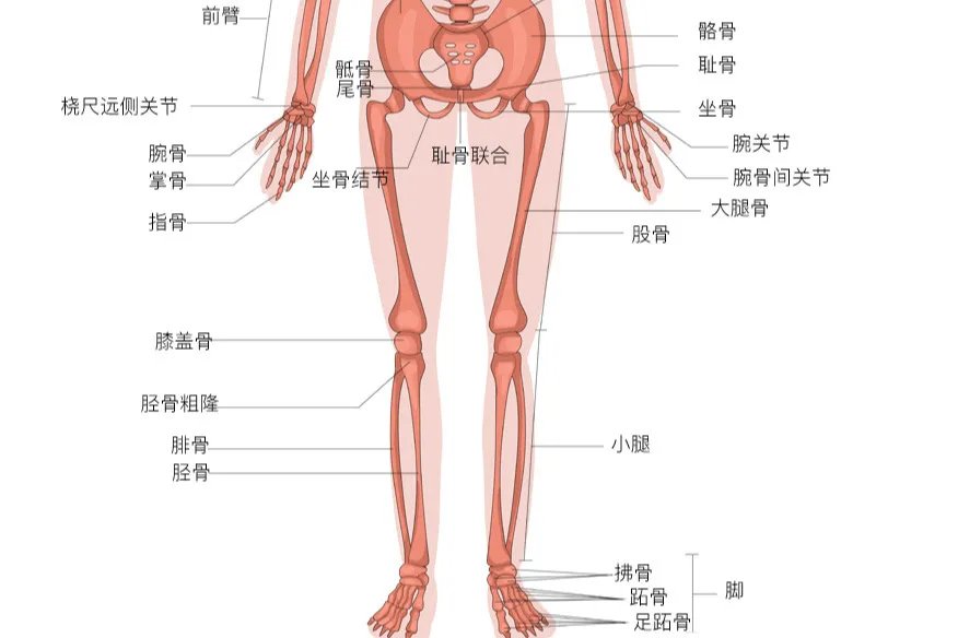 人体骨骼图